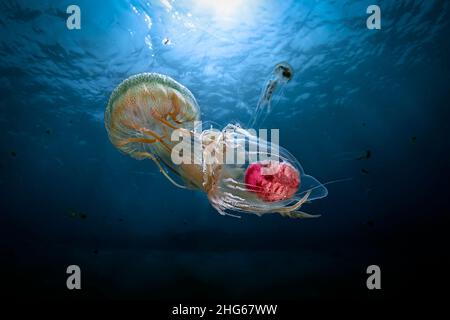 Una medusa mediterranea comune (Pelagia nottiluca) che mangia su un'altra medusa mediterranea (Neoturris pileata), raramente vista in acque poco profonde. T Foto Stock