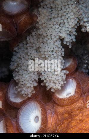 Primo piano delle uova di un polpo comune (Octopus vulgaris) in uno stato avanzato di maturazione; gli occhi dei piccoli polpi sono già visibili. Foto Stock