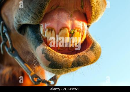 Cavallo bruno ridendo e sorridendo all'aperto Foto Stock