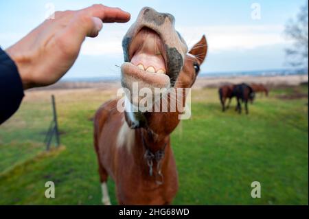 Cavallo bruno ridendo e sorridendo all'aperto Foto Stock