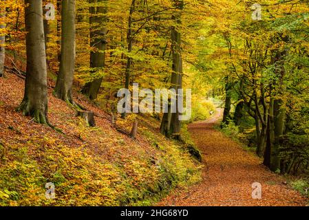 Tortuosa strada forestale coperta di foglie autunnali, fiancheggiata da faggi antichi che conducono attraverso una foresta idilliaca, Hämelschenburg, Weser Uplands, Germania Foto Stock