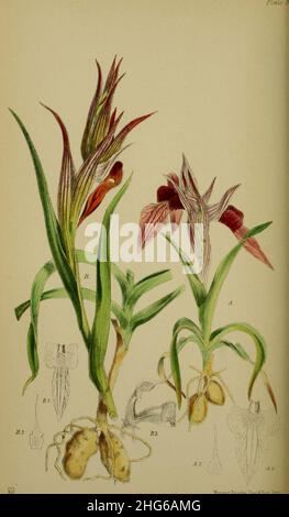 Serapias trascurecta - Serapias vomeracea (come Serapias longipetala) - Moggridge - Flora di Mentone pl. 94 (1871). Foto Stock