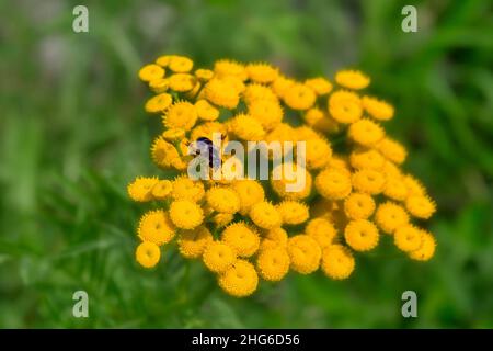 Macro foto di esemplare isolato di volata della specie Myathropa florea della famiglia Sirphidae, su fiori gialli di Tansy Tanacetum vulgare in Foto Stock