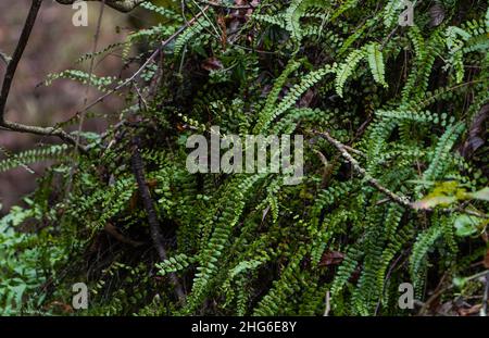 Felci, maidenhair spleenwort, Asplenium trichomanes, crescendo in ambiente umido sulle rocce. Il sud della Spagna. Foto Stock