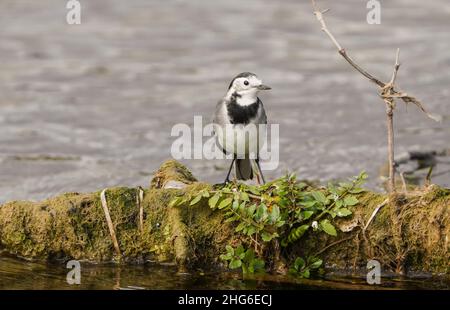 Vagone bianco (Motacilla alba) uccello foraging vicino al fiume, Andalucia, Spagna. Foto Stock