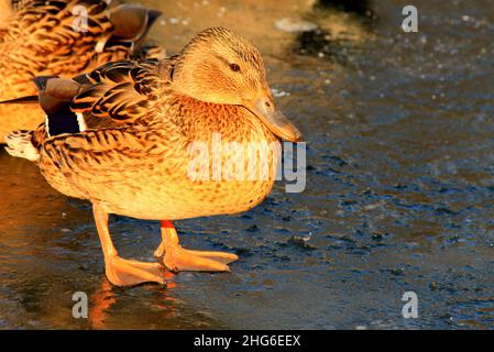 Grande razza di anatra gialla si erge in inverno sul ghiaccio del lago ghiacciato. Anatra di carne in inverno, allevamento, caccia , Anas platyrhynchos, Foto Stock