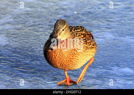 Grande razza di anatra gialla si erge in inverno sul ghiaccio del lago ghiacciato. Anatra di carne in inverno, allevamento, caccia , Anas platyrhynchos, Foto Stock