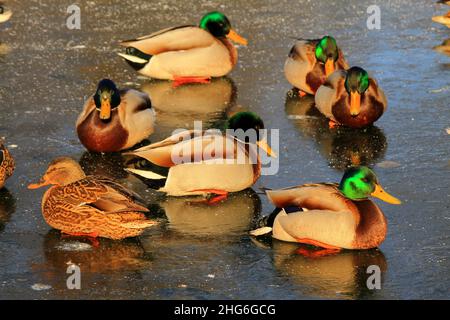 In inverno, grandi anatre gialle si siedono sul ghiaccio di un lago ghiacciato. Carni d'anatra in inverno, allevamento, caccia di razza Anas platyrhynchos, Foto Stock