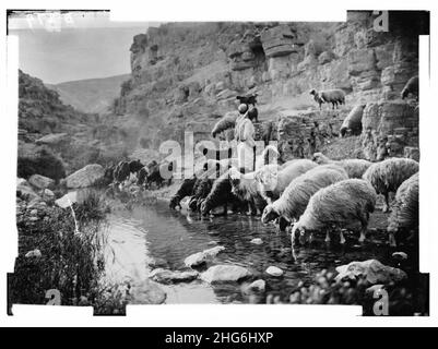 Set di tredici slide selezionate di vita pastorello, che illustrano il ventitreesimo Salmo. "Egli ristora la mia anima". Foto Stock