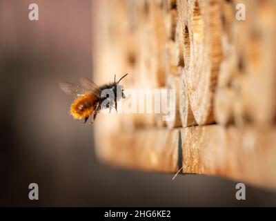 Osmia parete ape volare di fronte al nido, giorno di sole in primavera, Vienna (Austria) Foto Stock