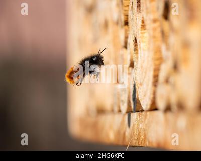 Osmia parete ape volare di fronte al nido, giorno di sole in primavera, Vienna (Austria) Foto Stock