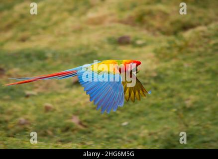 Scarlet Macaw (Ara macao) in volo Foto Stock