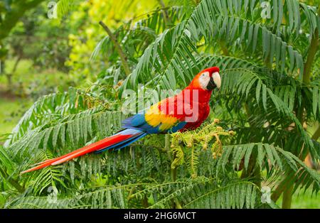 Scarlet Macaw (Ara macao) Foto Stock