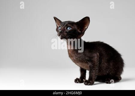 Gattino nero orientale con occhi blu isolati su sfondo grigio Foto Stock