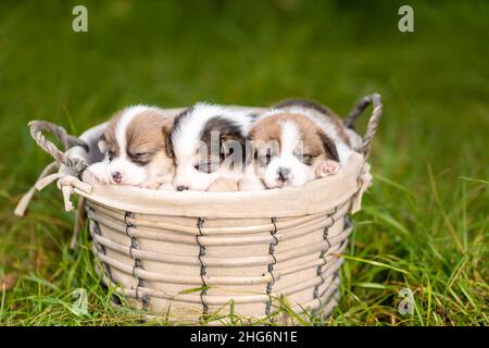 Tre piccoli cuccioli dormienti di corgi gallesi pembroke razza cane in basket in natura Foto Stock