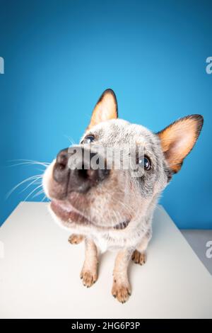 Vista ravvicinata di un divertente cucciolo di cane bovino australiano o tazzina blu. Ritratto ad angolo ampio per animali domestici Foto Stock