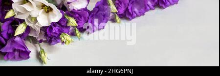 Primavera fiore lisianthus. Fiore viola primavera lisianthus fiore in primavera giardino. Fiore di Lisianthus. Fiore colorato. Banner. Posiziona per testo Foto Stock