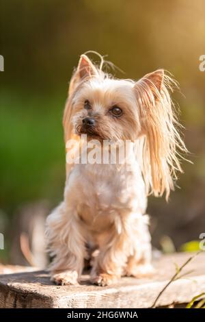 Carino yorkshire terrier razza cane seduta alla natura in luce del sole Foto Stock