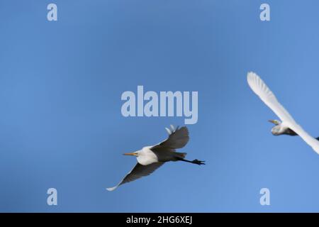 Illustrazione di un paio di grandi greti bianchi in volo cielo blu e sfondo nuvole Foto Stock