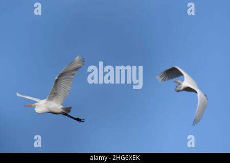 Illustrazione di un paio di grandi greti bianchi in volo cielo blu e sfondo nuvole Foto Stock