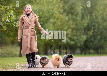 Bella donna elegante è a piedi con i suoi quattro cani di razza Pomeranian spitz nel parco a natura. Concetto di servizio scuotipaglia Foto Stock