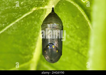 Brillante jade verde crisalia monarca. Foto Stock