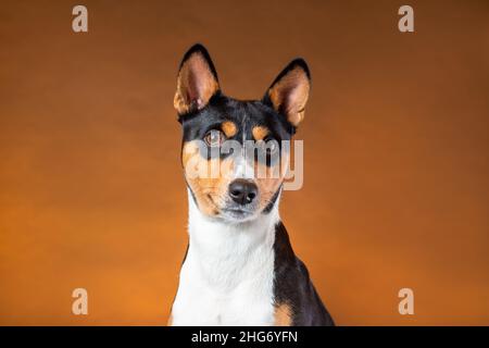 Ritratto di giovane cane di razza basenji africana di colore tricolore nero e arancione e bianco su sfondo marrone Foto Stock