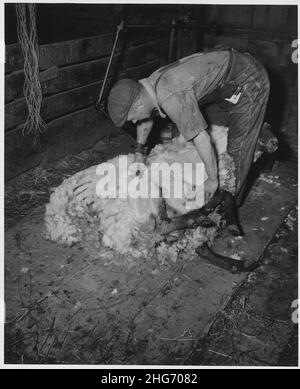 Shelby County, Iowa. Fare riferimento al negativo n. 44265 per la didascalia generale. Descrizione dettagliata, diversi . . . Foto Stock