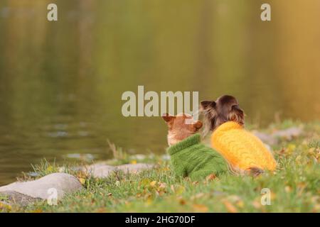 Due cani chihuahua che indossano maglioni caldi sono seduti al bordo dell'acqua nella stagione fredda autunno. Foto Stock