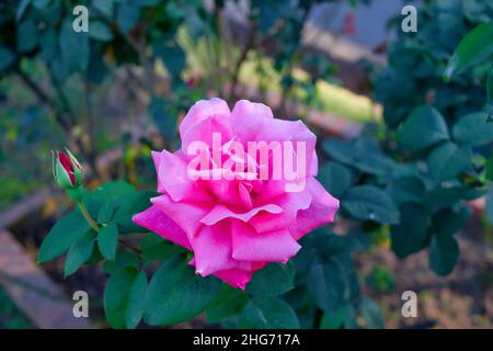 Fiore di rosa fresco fiorito in un giardino Foto Stock