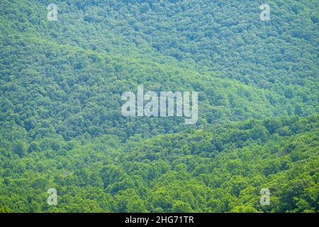 Ammira la vista delle colline ondulate e l'astratto sfondo di lussureggianti alberi di foresta verde nelle montagne del Blue Ridge dell'Appalachian Shenandoah National Park Foto Stock