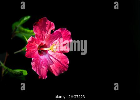 Vivace rosso rosa hibiscus fiore dettaglio texture macro primo piano di una pianta isolato bokeh sfondo con foglie verdi vista laterale Foto Stock