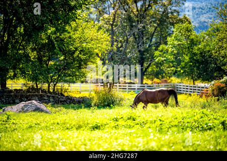 Un cavallo marrone pascolo mangiare erba verde in Virginia campagna rurale fattoria in autunno autunno sole sole mattina e bianco pico paddock in legno Foto Stock