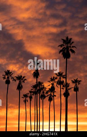 Alta silhouette di palme contro uno spettacolare tramonto californiano nell'Elysian Park Foto Stock