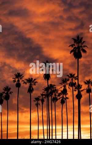 Alta silhouette di palme contro uno spettacolare tramonto californiano nell'Elysian Park Foto Stock