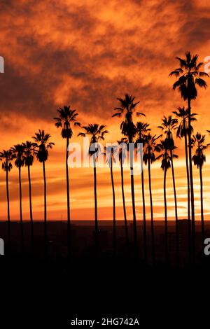 Alta silhouette di palme contro uno spettacolare tramonto californiano nell'Elysian Park Foto Stock