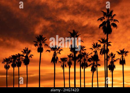 Silhouette di una linea di alte palme contro un tramonto d'oro e arancione a Los Angeles, California Foto Stock