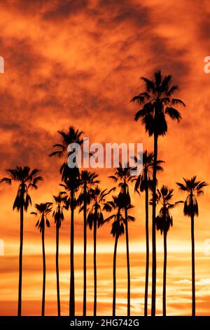 Alta silhouette di palme contro uno spettacolare tramonto californiano nell'Elysian Park Foto Stock