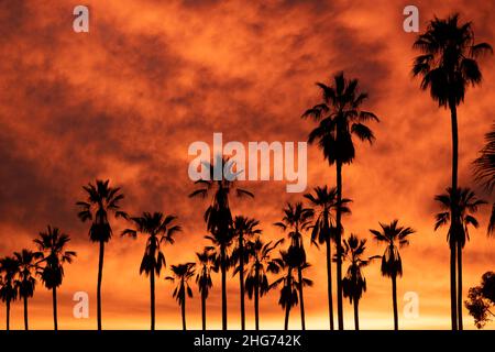 Silhouette di una linea di alte palme contro un tramonto d'oro e arancione a Los Angeles, California Foto Stock