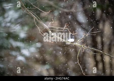 Un piccolo uccello junco dall'occhio scuro che si siede sul ramo dell'albero di quercia durante i fiocchi di neve d'inverno che cadono in Virginia puffed su le piume dall'aspetto freddo Foto Stock