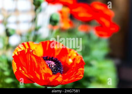 Colorato rosso arancio brillante colore grande papavero fiori macro closeup texture nel giardino estivo con foglie verdi in sfondo bokeh sfocato in giorno di sole Foto Stock