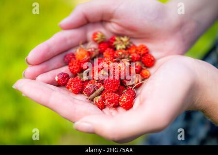 Donna mani closeup tenendo molte fragole rosse selvatiche alpine raccolta foraged in North Carolina blu cresta montagne crescere come selvaggio commestibile ma Foto Stock