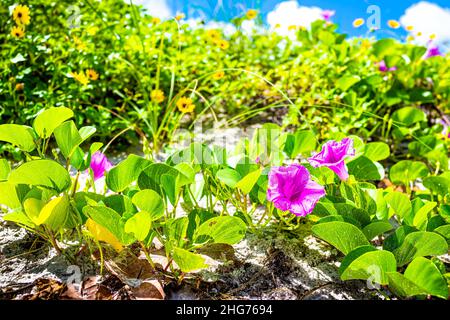 Napoli, Florida nel golfo del Messico costa giorno soleggiato in estate con coloratissimo viola rosa Ipomoea pes-caprae bayhops spiaggia mattina gloria fiori crescere i Foto Stock