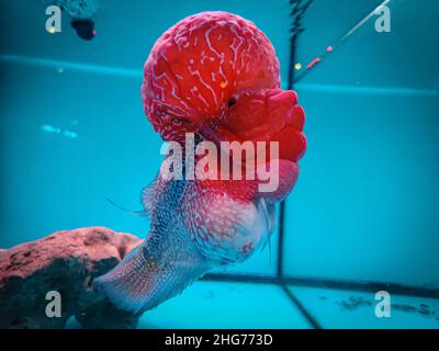 Bello ed elegante Flowerhorn Cichlid pesce all'interno di un acquario. Foto Stock