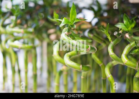 Germogli giovani di bambù nella forma di una pianta domestica. Foto Stock