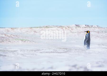 Re pinguino (Aptenodytes patagonicus) in piedi in una tempesta di sabbia, Volontario Point, Falkland orientale, Isole Falkland, Foto Stock