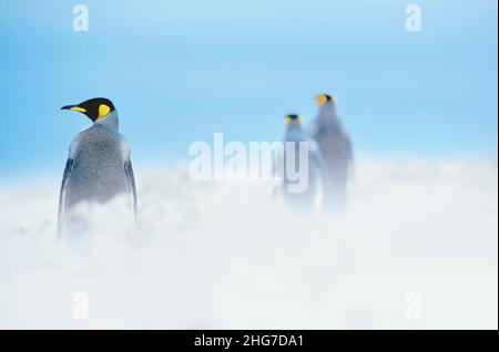 Re pinguini (Aptenodytes patagonicus) a piedi attraverso una tempesta di sabbia, East Falkland, Isole Falkland, Sud America Foto Stock