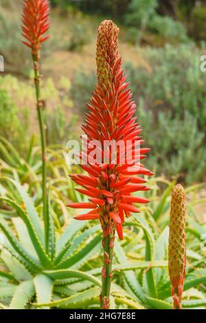 Aloe arborescens, l'aloe krantz o candelabra aloe, da vicino in fiore nel giardino Foto Stock