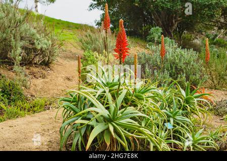 Aloe arborescens, l'aloe krantz o candelabra aloe, da vicino in fiore nel giardino Foto Stock