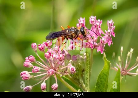 A Great Golden Digger Wasp impollinata rosa palude Milkweed Blooms. Raleigh, North Carolina. Foto Stock